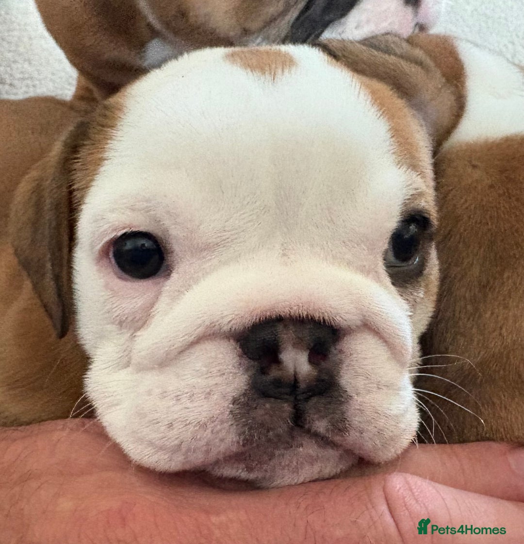 English Bulldog dogs for sale: English bulldog puppies - Image 8