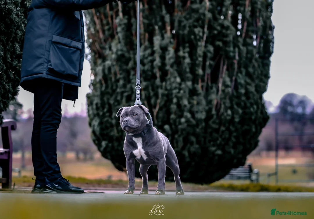 Staffordshire Bull Terrier dogs for stud: NARCOS! THE U.K’s FINEST STAFFY AVAILABLE NOW! in Nottingham - Advert 28