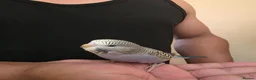 Budgerigars birds for sale: Silly hand tamed baby budgies for sale  - Advert 8