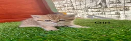 British Shorthair cats for sale: Golden kittens - Advert 12