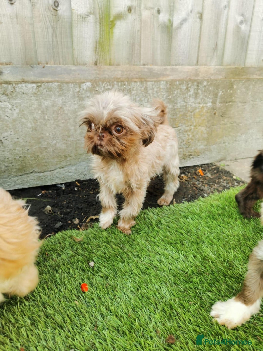 Shih Tzu dogs for sale: Karashishi Imperial Shih Tzu - Image 3