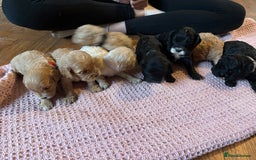 Mixed Breed dogs for sale: 8 hybrid puppies ready the (3rd of October) - Image 27