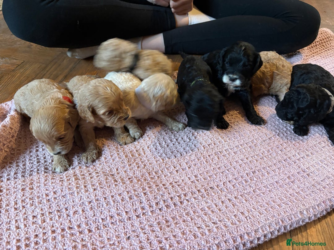Mixed Breed dogs for sale: 8 hybrid puppies ready the (3rd of October) - Image 27