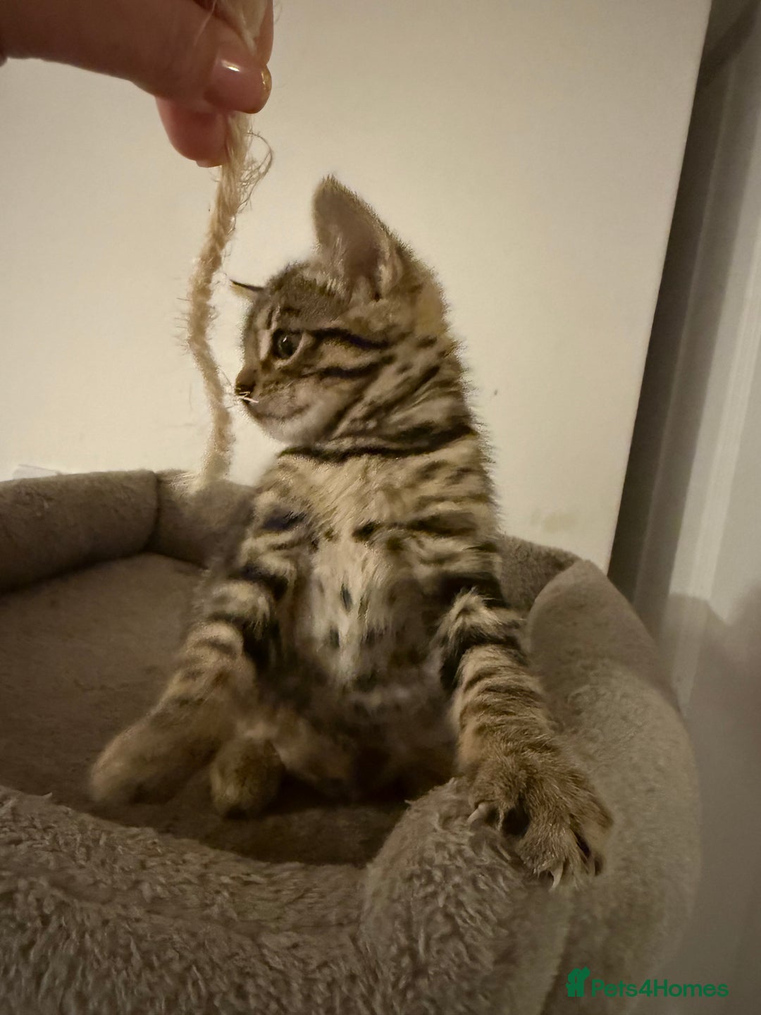 Bengal cats for sale: Four Adorable Half-Bengal Kittens for Sale 🐾 - Image 2