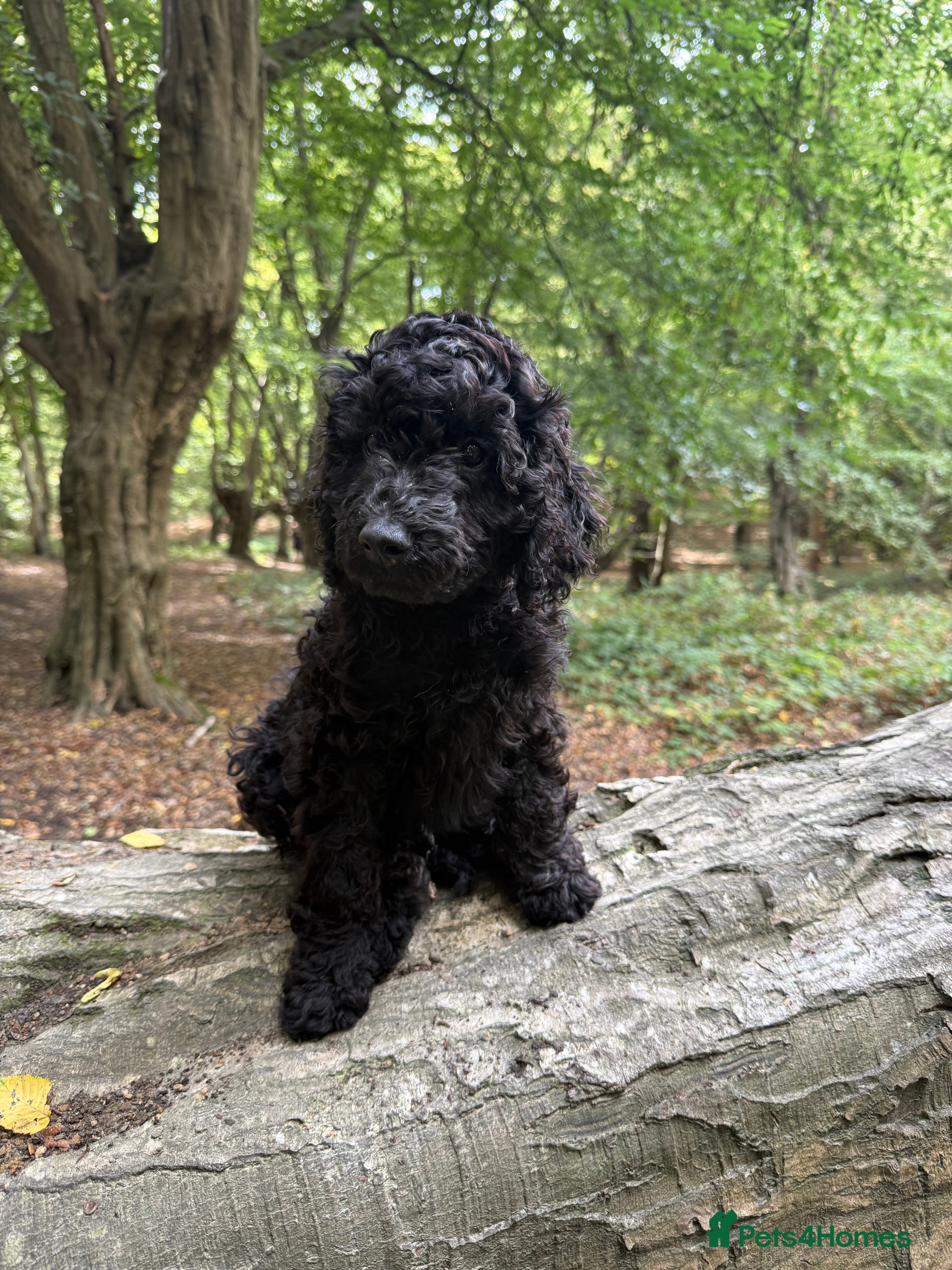 Labradoodle dogs 🐾🐾Advanced trained Therapy/Assistance Puppy🐾🐾 - Advert 2