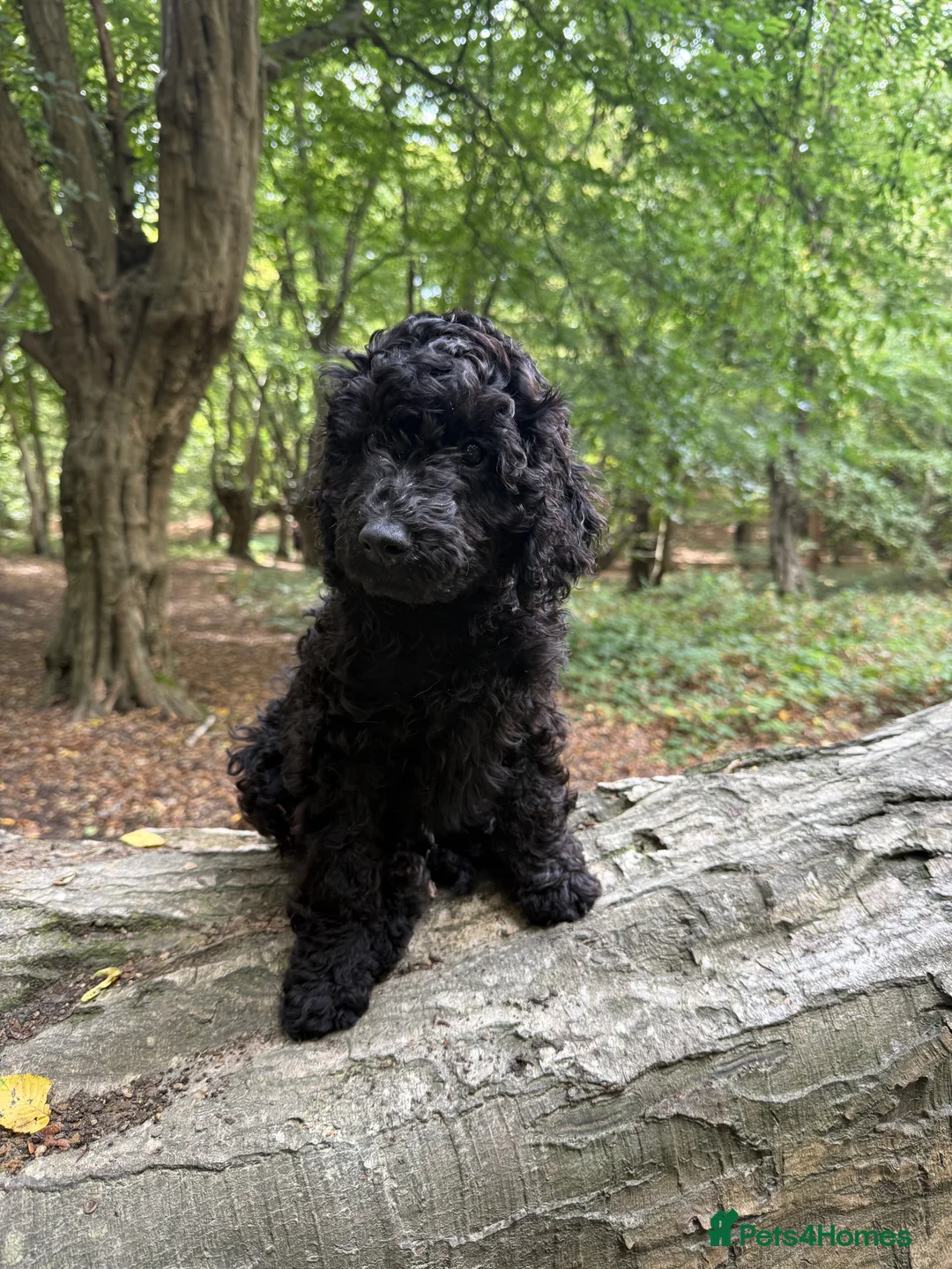 Labradoodle dogs for sale: 🐾🐾Advanced trained Therapy/Assistance Puppy🐾🐾 - Advert 11