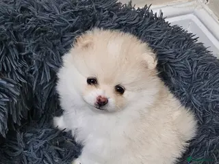 Pomeranian dogs 1 beautiful pomeranian girl left. - Advert 10