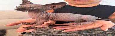 Sphynx 5