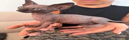 Sphynx cats for sale: Tica registered sphynx kittens  - Advert 6