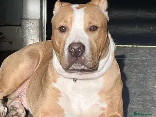 American Bulldog dogs Proven American bulldog stud in Glasgow - Advert 3