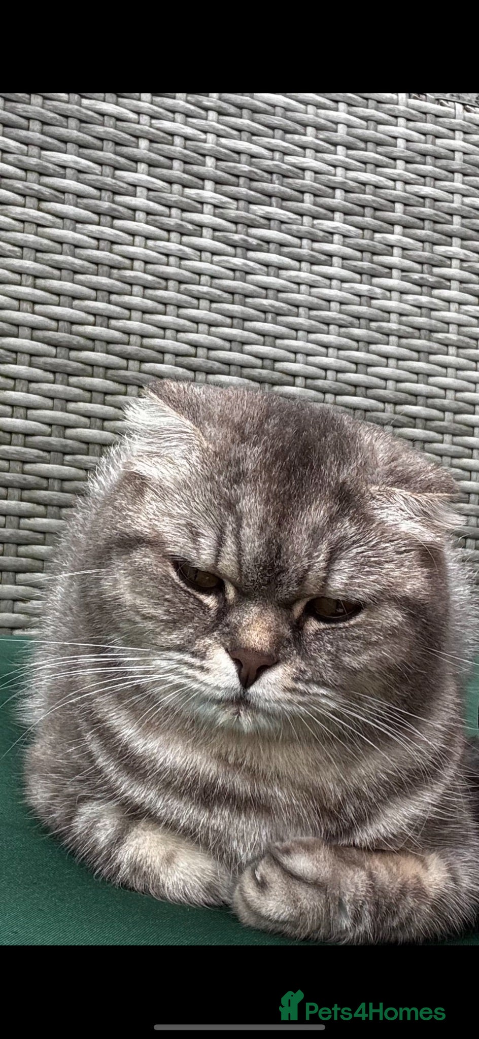 British Shorthair cats Cat ready for a new home - Advert 1