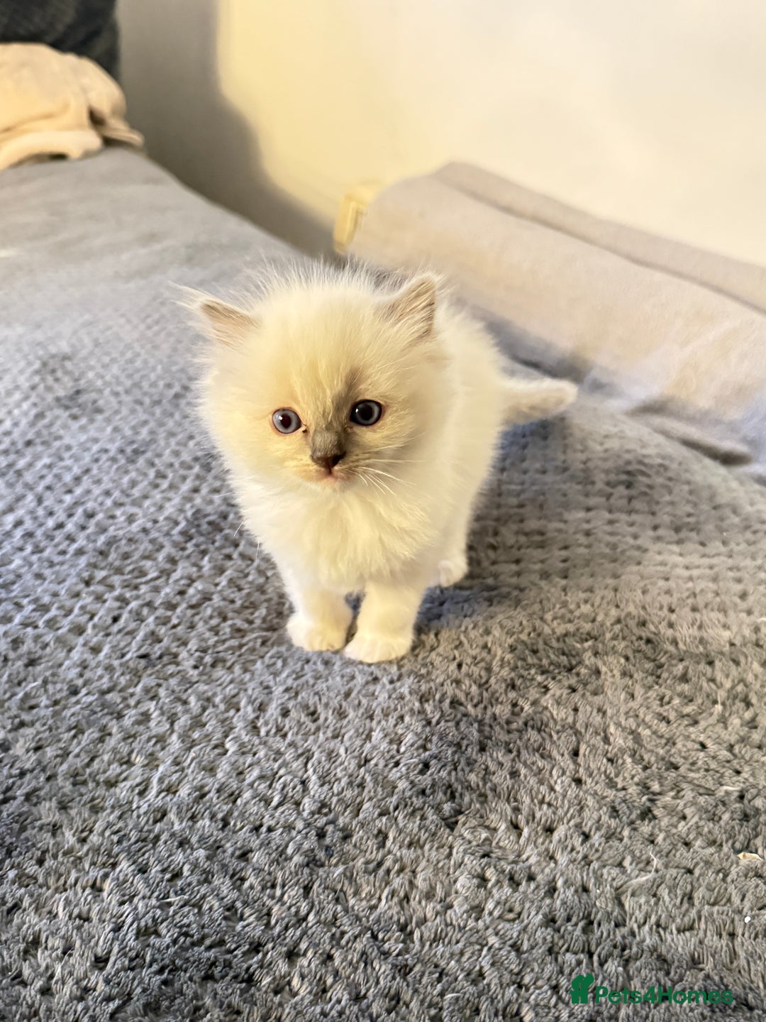 Ragdoll cats for sale: *** Pure Male Ragdoll Kitten For Sale *** - Advert 5