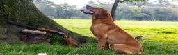 Labrador Retriever dogs for sale: Outstanding quality dark fox red Labrador pups - Advert 8