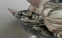 Bengal cats for sale: Sensational Silver Bengal boy requires new family  - Image 30