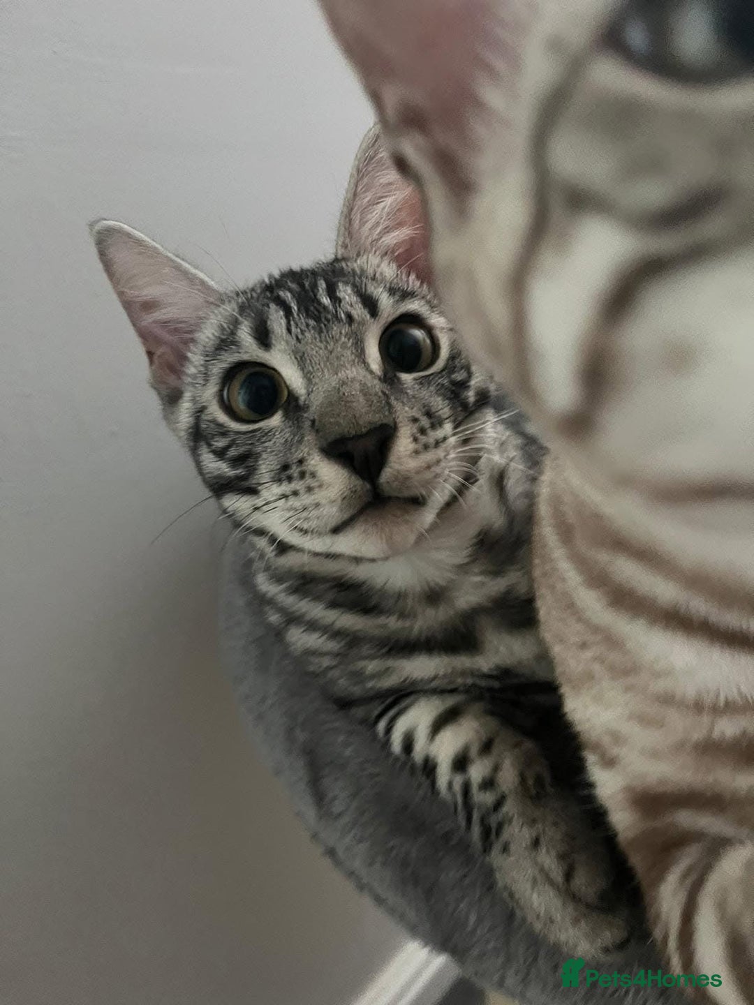 Bengal cats for sale: Sensational Silver Bengal boy requires new family  - Image 30