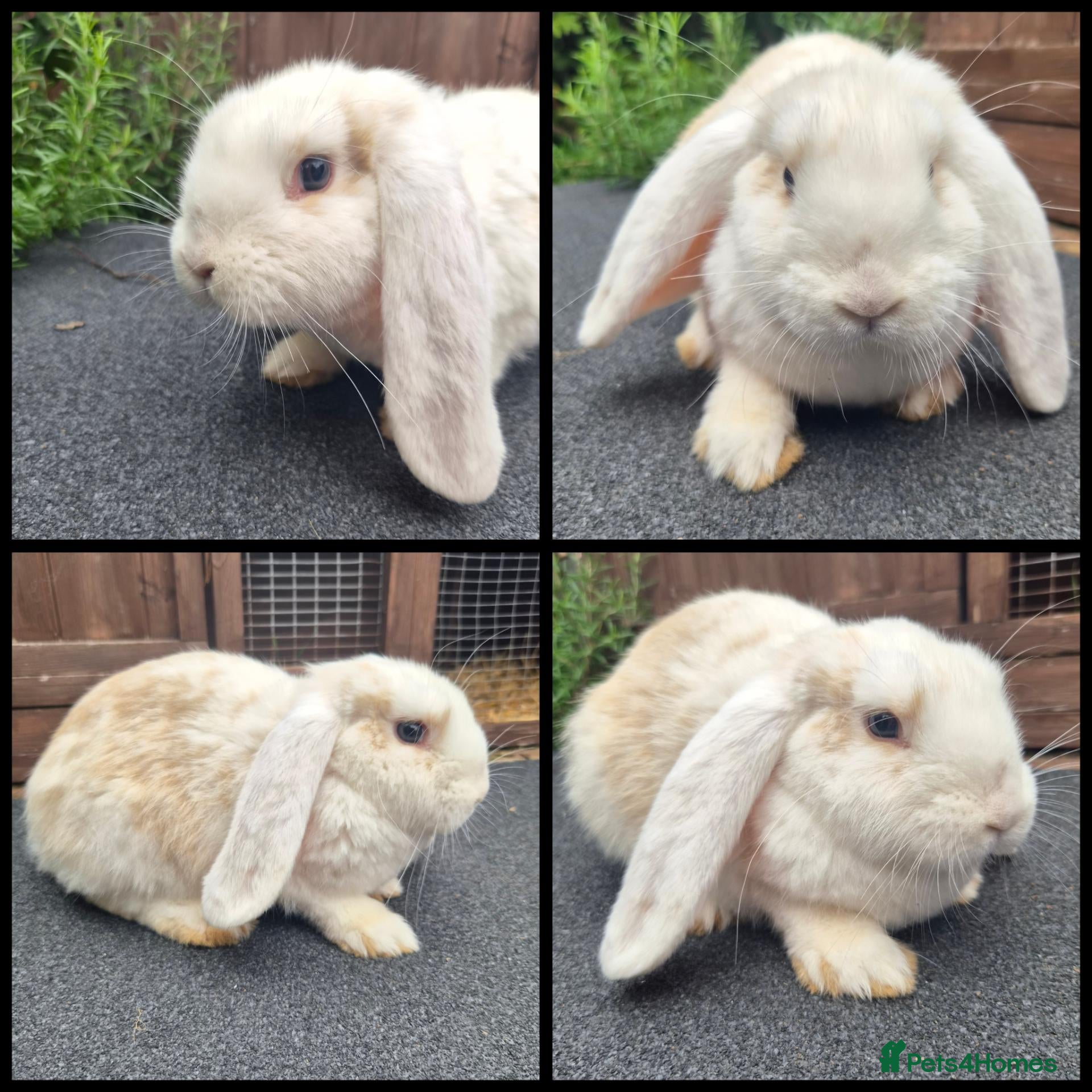French Lop rabbits Two male French lop continentals  - Advert 3