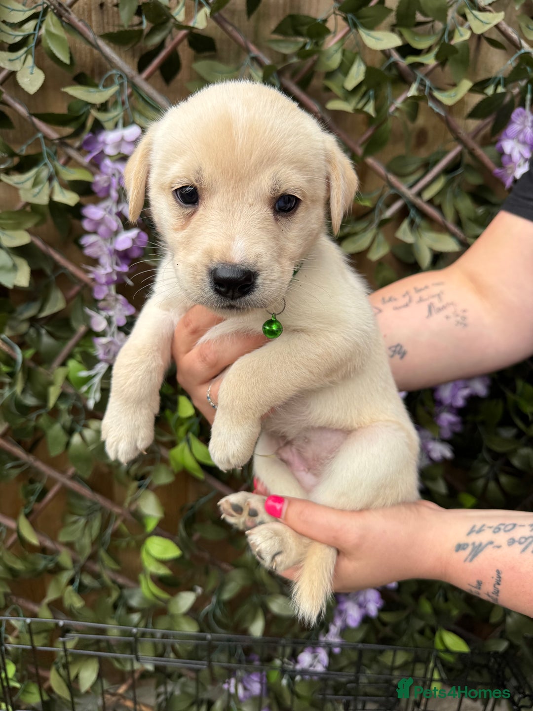 Mixed Breed dogs for sale: Beautiful Puppies looking for their forever home♥️ - Image 19