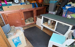 Guinea Pig rodents for sale: Two Teddy guinea pigs with Hutches  - Image 5