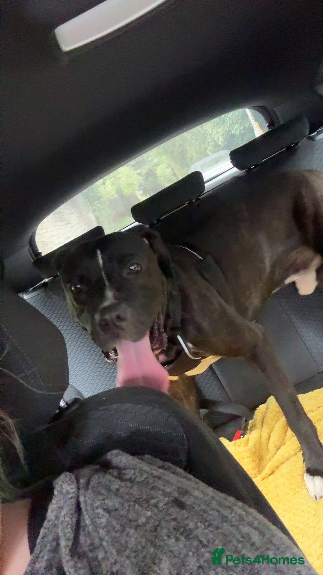 Cane Corso dogs for sale: Tyson - Image 2