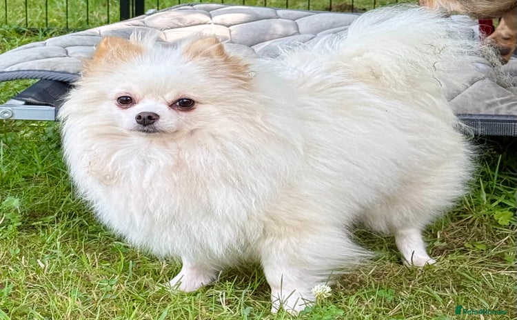 Pomeranian dogs - Advert 2