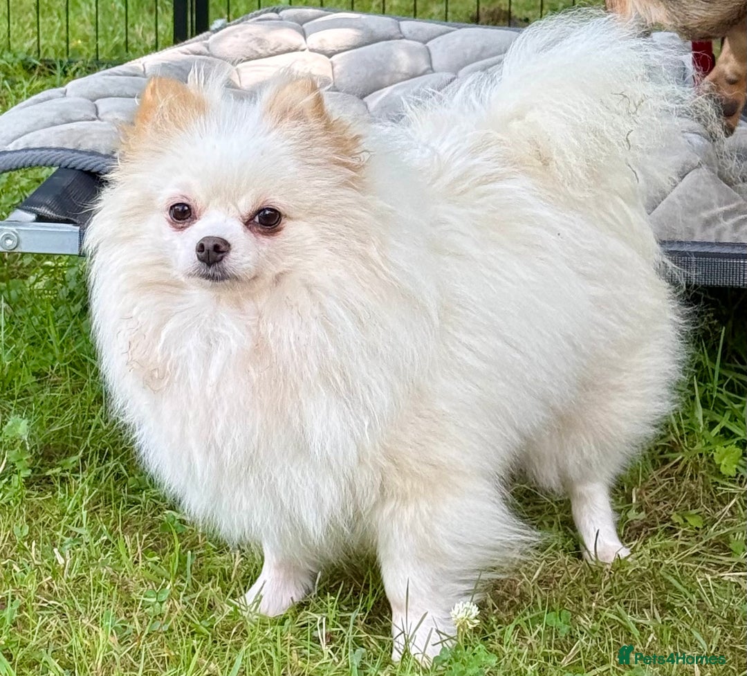 Pomeranian dogs for adoption: Alica – The Tiny Soul Who Survived the Unthinkable - Image 1