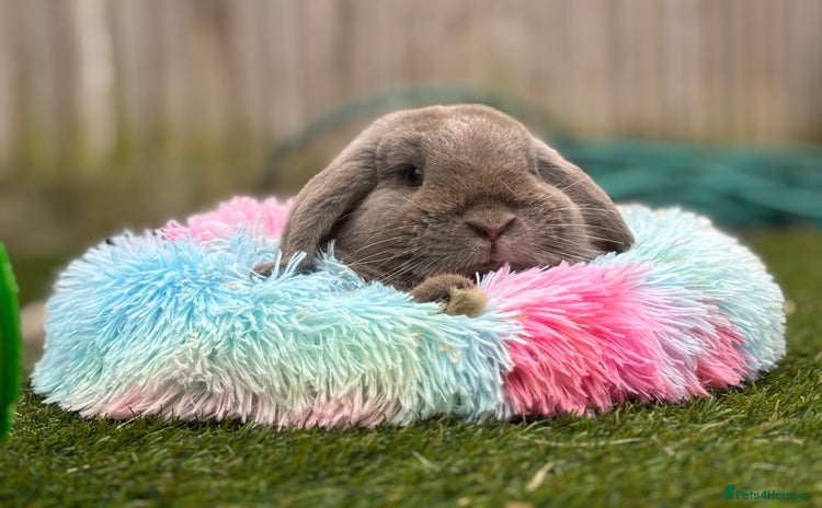 Mini Lop rabbits - Advert 1