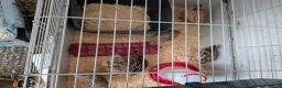 Quail poultry for sale: Quail for sale  in Durham - Advert 4