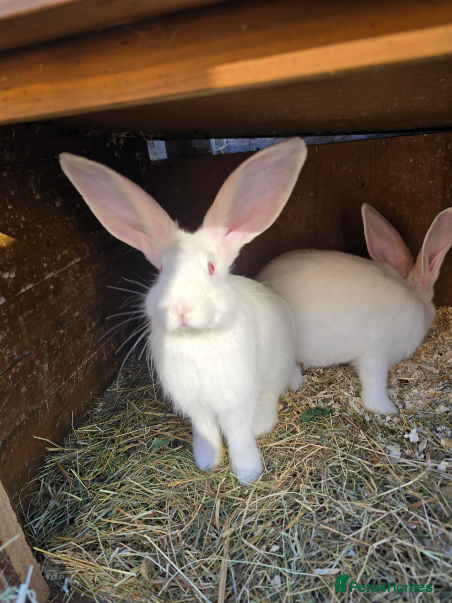 Continental Giant rabbits Continental Giant Rabbit Kits Bookings Now Open 🐰 - Advert 1