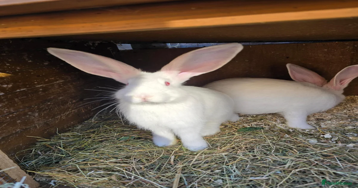 Giant rabbit Rabbits for Sale for sale | Pets4Homes