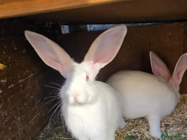 Continental Giant rabbits for sale: Continental Giant Rabbit Kits Bookings Now Open 🐰 - Advert 1