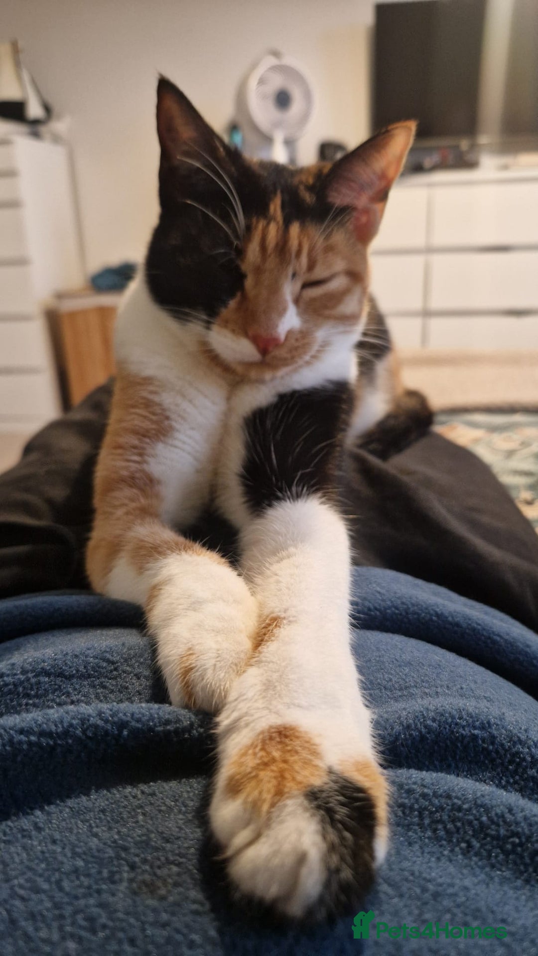 Mixed Breed cats for adoption: [Indoors Only] Mishu - Charming loving girl - Advert 9