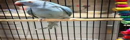 Ringnecks birds for sale: Beautiful Blue Indian Ringneck Parrot – 5 Months - Advert 4