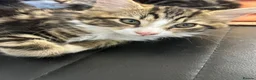 Mixed Breed cats for sale: 4 Kittens  - Advert 3