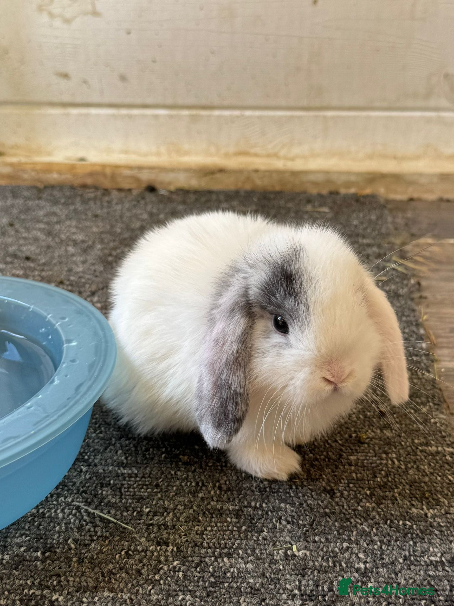 Mini Lop rabbits Beautiful babies born 29/05 - Advert 1