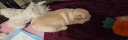 French Bulldog dogs for sale: Stunning French bull dog puppies lincolnshire - Advert 32