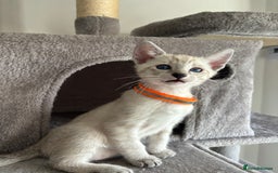 Siamese cats for sale: Siamese Lynx Kittens – 3 Boys & 3 Girls - Image 6