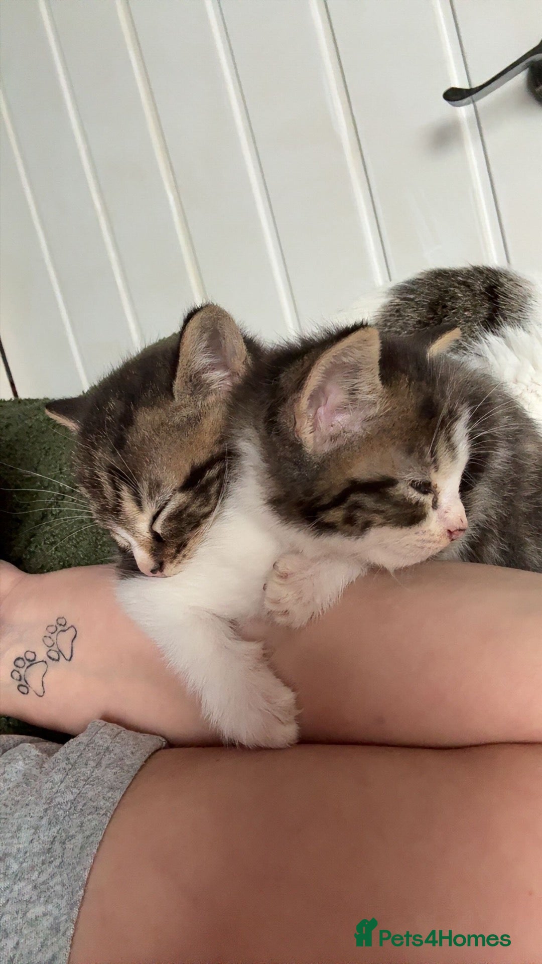 Domestic Shorthair cats for sale: Beautiful grey kittens  - Advert 9