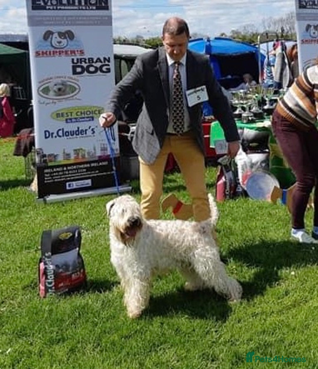 Soft Coated Wheaten Terrier dogs for sale: Beautiful Quality Soft Coated Wheaten Terriers  - Image 6