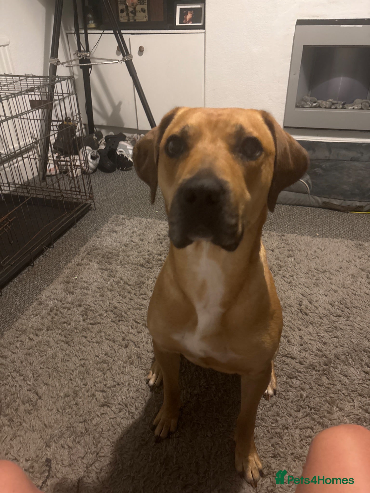 Mixed Breed dogs Name is zara - Advert 3