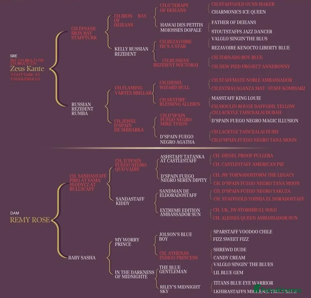 Staffordshire Bull Terrier dogs for sale: KC Champion Blue Staffordshire bull terrier - Advert 3