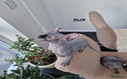 Sphynx cats for sale: Amazing kittens  - Image 8
