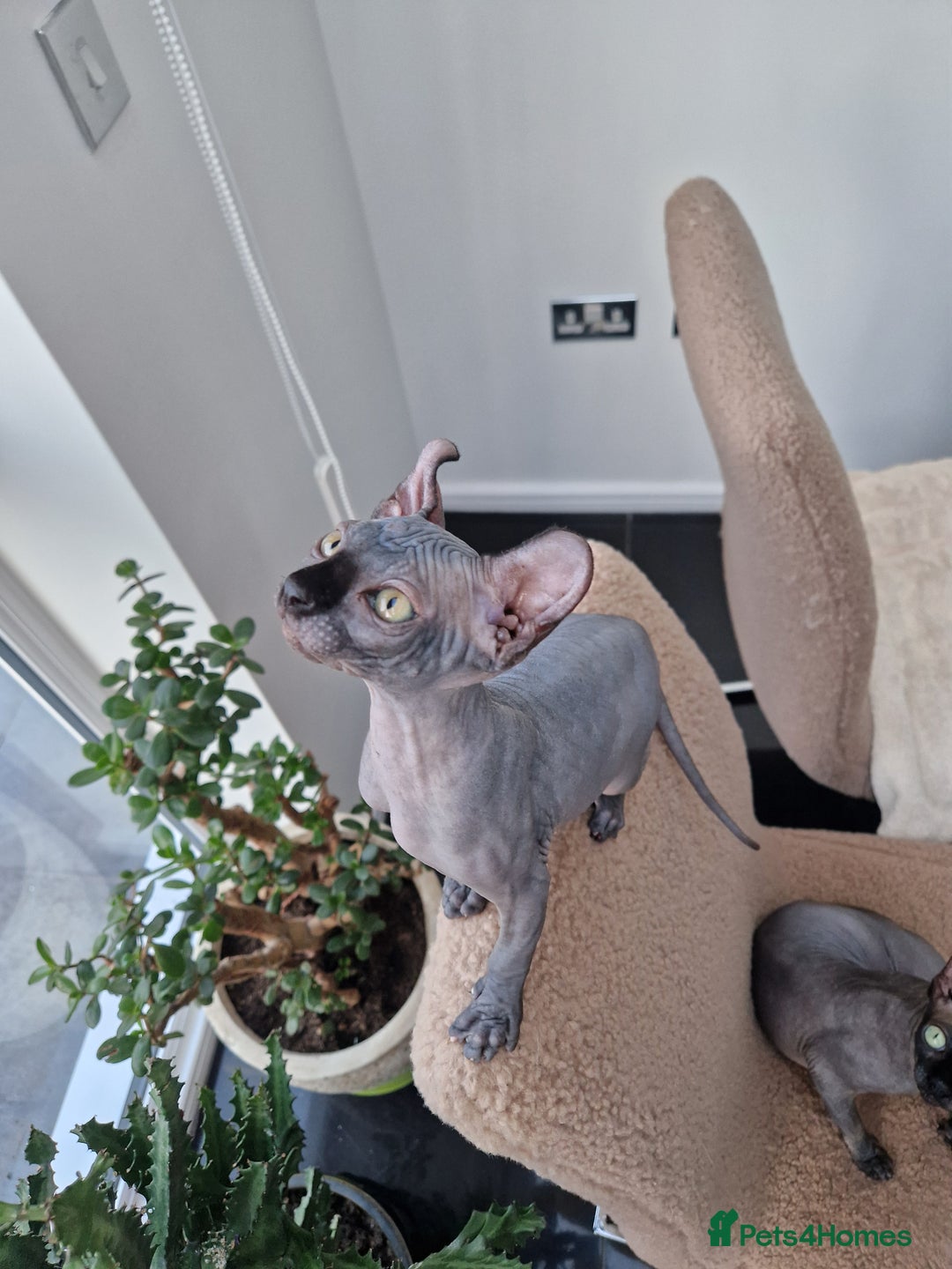 Sphynx cats for sale: Amazing kittens  - Image 8