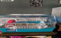 Hamster rodents for sale: Dwarf hamsters  - Image 4
