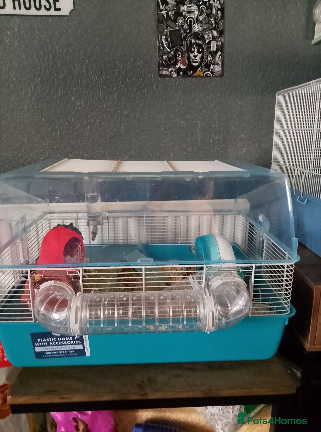 Hamster rodents for sale: Dwarf hamsters  - Image 4