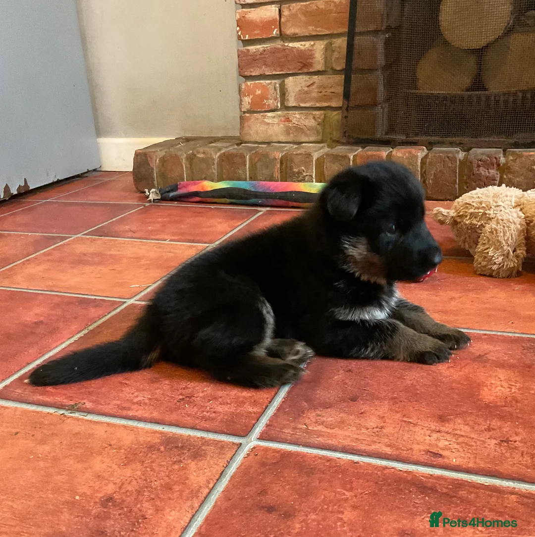 German Shepherd dogs for sale: Quality litter GSD @icepack kennels - Advert 3
