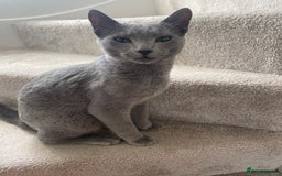Russian Blue cats for sale: Rehoming: 18 month old Russian Blue - Image 1