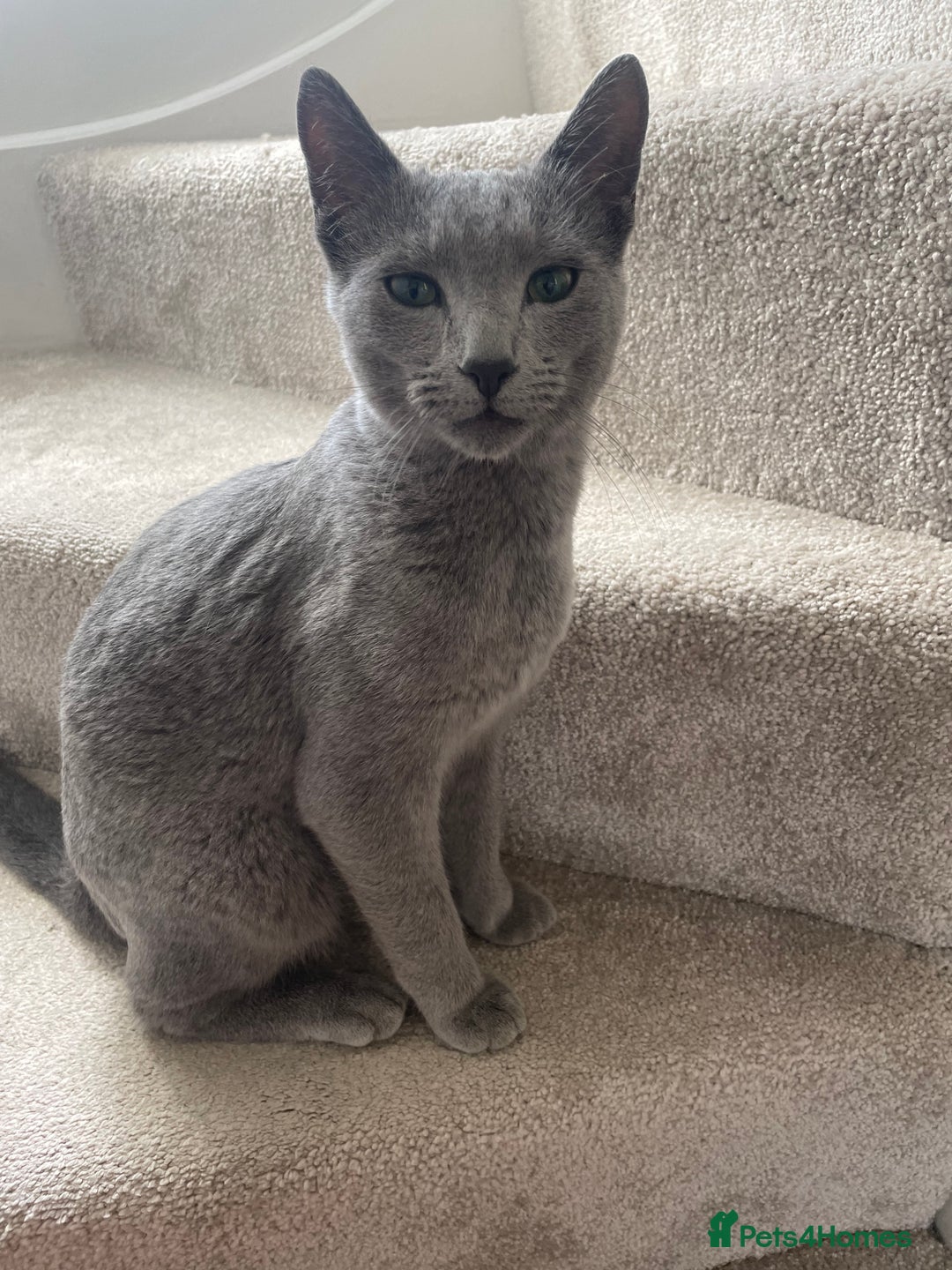 Russian Blue cats for sale: Rehoming: 18 month old Russian Blue - Image 1