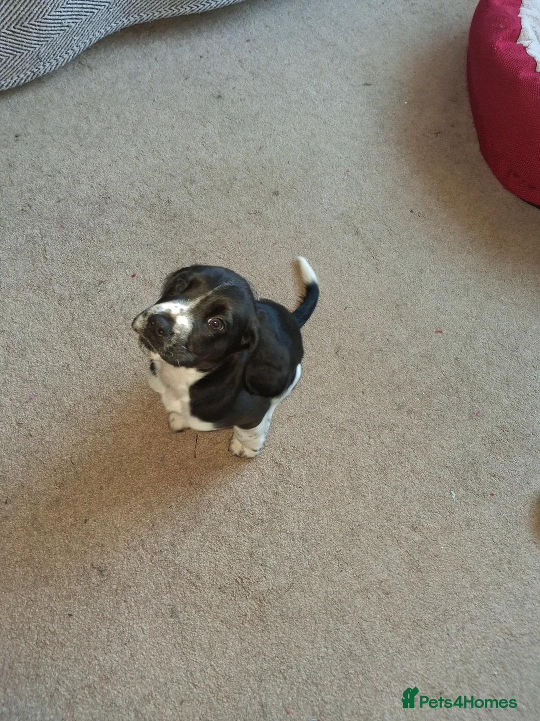Bocker dogs for sale: 10 week old brocker - Advert 3