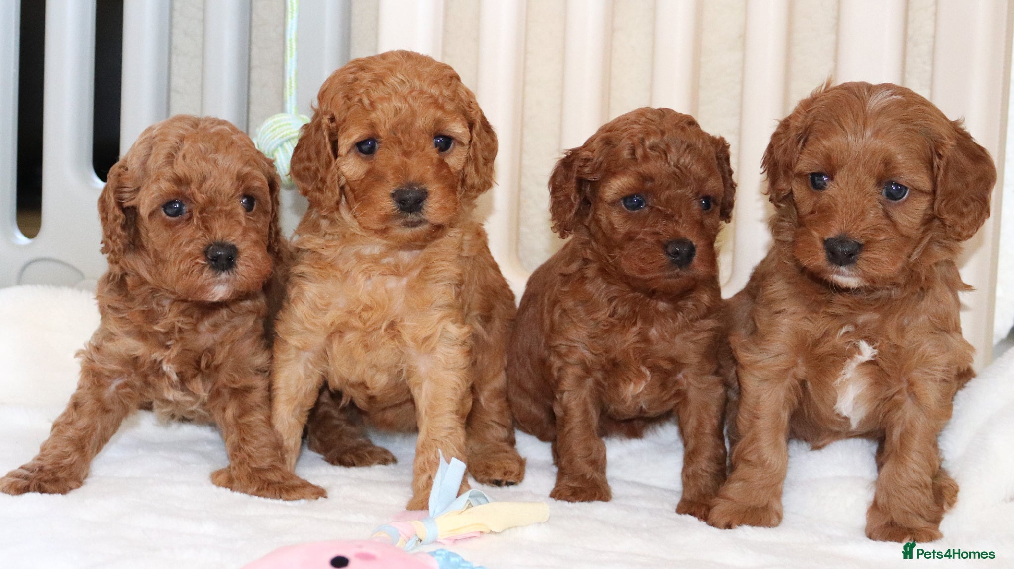 Cavapoo dogs Quality F1b  Cavapoo puppies - Advert 6