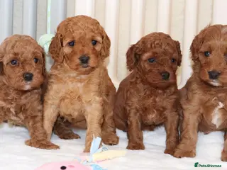 Cavapoo dogs Quality F1b Cavapoo puppies - Advert 6